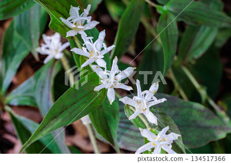 Beautiful white cuckoo flowers blooming in an autumn garden 134517366