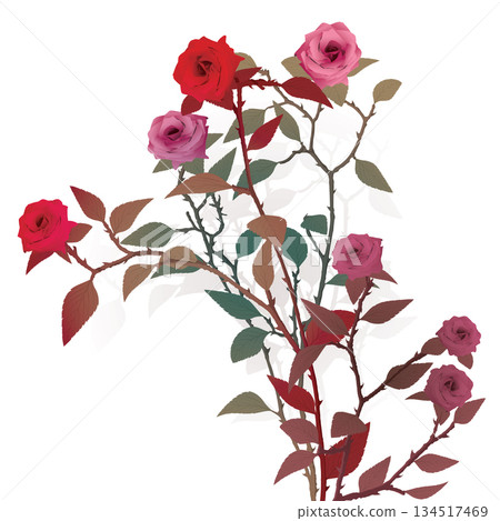 Various rose flowers surrealism vivid colors isolated on white background graphic illustration have blank space. Valentine's day greeting card template. 134517469