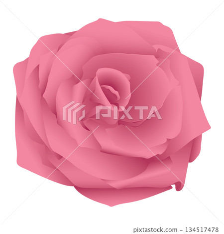Pink rose flower isolated on white background graphic illustration. 134517478