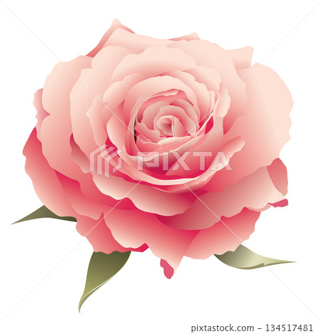 Blooming pink rose flower isolated on white background graphic illustration. Blooming pink rose flower isolated on white background graphic illustration. 134517481