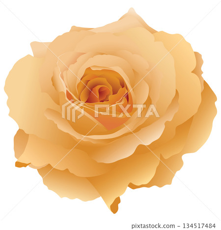 Honey Perfume Rose flower isolated on white background graphic illustration. Honey Perfume Rose flower isolated on white background graphic illustration. 134517484