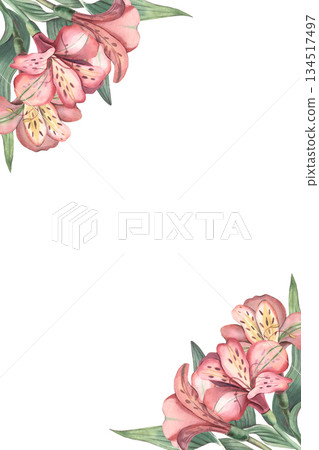 Vertical botany frame, alstroemeria flowers, leaves. Hand-painted watercolor illustration isolated on white background for invitations, branding, packaging, stationery, template for design projects 134517497