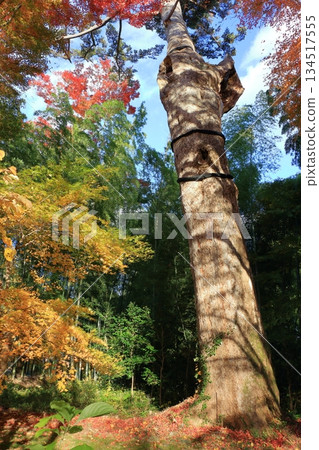 The wooded pathways in the Buddhist temple complex of Chusonji temple in Hiraizumi town of Iwate prefecture in Tohoku, Japan 134517555