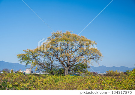 Yellow-leafed trees on the banks of the Katsura River, Kyoto City 134517870