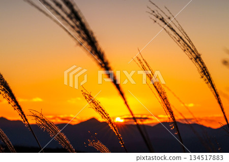 The setting sun sinks into the Soni mountain range, painting the sky and plateau golden, and the golden silvergrass grass ② The setting sun sinks into the Soni mountain range, painting the sky and plateau golden, and the golden silvergrass grass ② 134517883