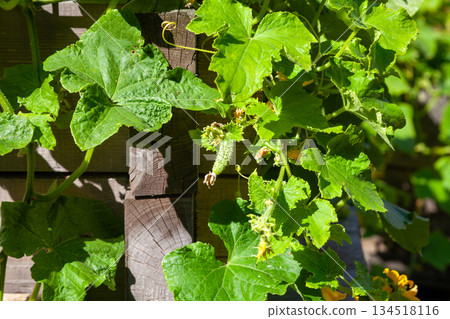 Cucumbers Growing on Farm Vegetable Bed 134518116