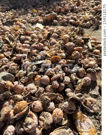 掉在地上的銀杏果 134518170