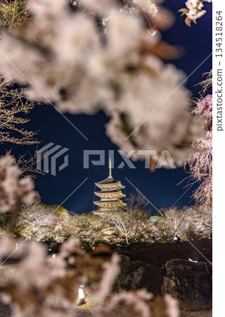 Kyoto: Toji Temple cherry blossom illuminations at night Kyoto: Toji Temple cherry blossom illuminations at night 134518264