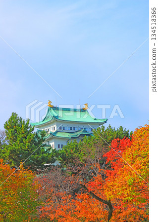 Autumn scenery of Nagoya Castle, Nagoya City, Aichi Prefecture Autumn scenery of Nagoya Castle, Nagoya City, Aichi Prefecture 134518366