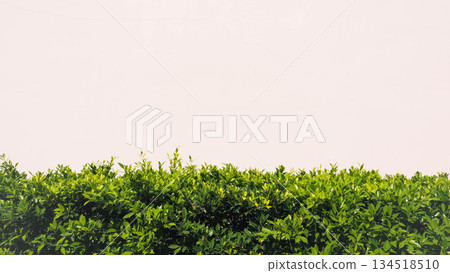 Minimalist landscape of green leaves fence against a bright plain background. Minimalist landscape of green leaves fence against a bright plain background. 134518510