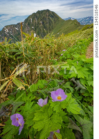 Shirane-aoi flowers blooming on the Joetsu border ridgeline and the Tanigawa mountain range and Mount Takeno Shirane-aoi flowers blooming on the Joetsu border ridgeline and the Tanigawa mountain range and Mount Takeno 134518546