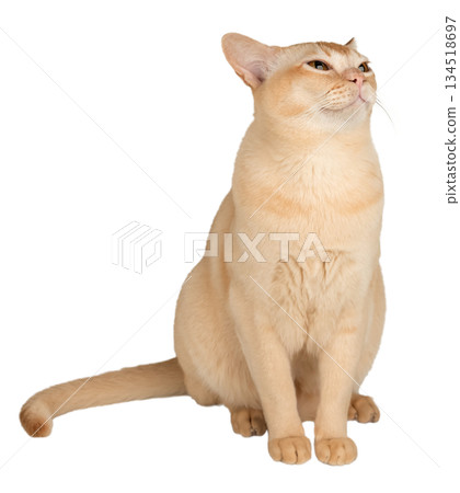 A sitting Burmese cat 134518697
