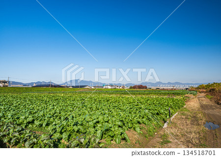 京都市桂川沿岸的菜地 134518701