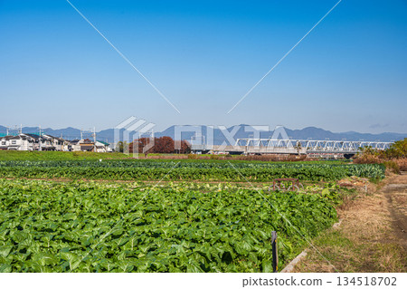京都市桂川沿岸的菜地 134518702