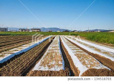 京都市桂川沿岸的菜地 京都市桂川沿岸的菜地 134518703