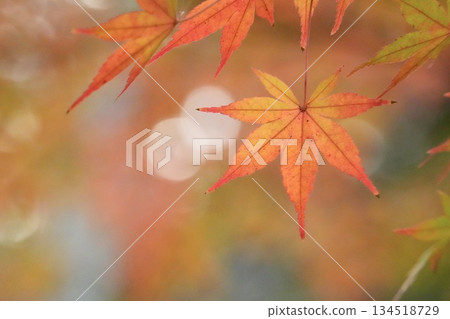 Close-up of maple leaves: a beautiful sparkling background 134518729