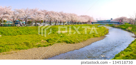 Asaka City, Saitama Prefecture, Kuromegawa Cherry Blossom Trees 134518730