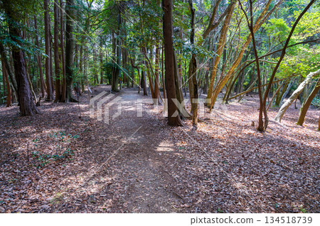 Spring at the summit of Mt. Daikichi 2, Uji City, Kyoto Prefecture Spring at the summit of Mt. Daikichi 2, Uji City, Kyoto Prefecture 134518739