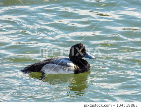 Male Greater Scaup swimming in the river Male Greater Scaup swimming in the river 134519865