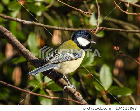 山雀在樹枝上邊緣 134519868
