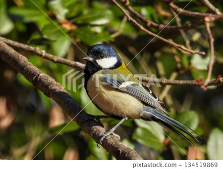 山雀在樹枝上邊緣 134519869
