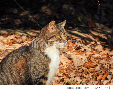 A cat staring at something A cat staring at something 134519871