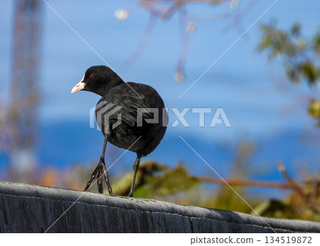 A coot walking on the bank A coot walking on the bank 134519872