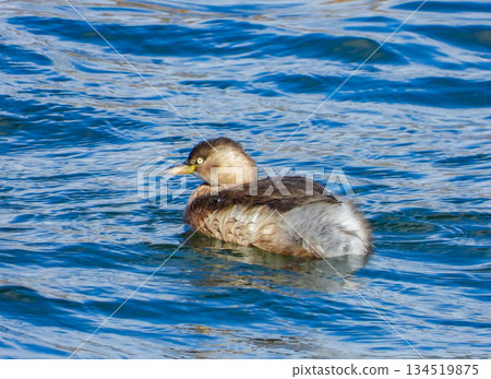 Grebe in winter plumage swimming in the river 134519875