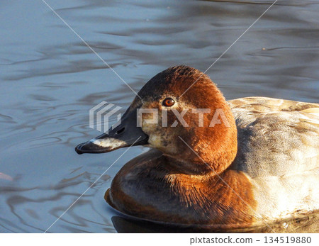 A male Common Pochard swimming in a pond early in the morning A male Common Pochard swimming in a pond early in the morning 134519880