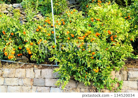 Before the harvest, a field of early-ripening mandarin oranges and stone walls 134520034