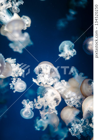 水族館水母 134520250