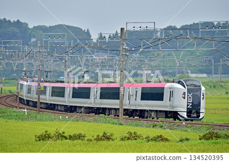 總武本線、櫻之物、JR東日本、E259系、NE020編組(鎌倉)、成田特快NEX 總武本線、櫻之物、JR東日本、E259系、NE020編組(鎌倉)、成田特快NEX 134520395