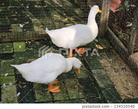 this is two white duck  134520540