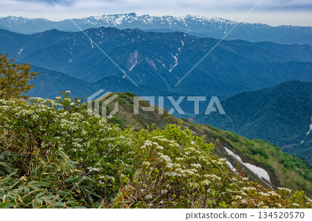 從竹野山山脊可以遠眺谷川山脈盛開的橡樹和仍殘留著積雪的苗場山。 從竹野山山脊可以遠眺谷川山脈盛開的橡樹和仍殘留著積雪的苗場山。 134520570