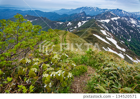 The Tanigawa mountain range with blooming oak trees, the snow-covered Yomogo Pass, Mt. Daigenta and Mt. Makihata seen from the ridge of Mt. Takeno The Tanigawa mountain range with blooming oak trees, the snow-covered Yomogo Pass, Mt. Daigenta and Mt. Makihata seen from the ridge of Mt. Takeno 134520571