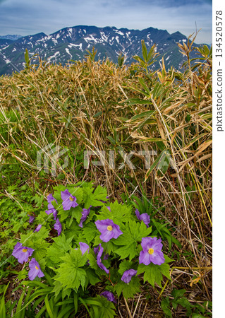 Shirane-aoi flowers blooming near Yomogi Pass in the Tanigawa Mountain Range and Mount Asahi with remaining snow 134520578