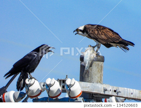 A crow tries to steal an osprey's prey 134520603