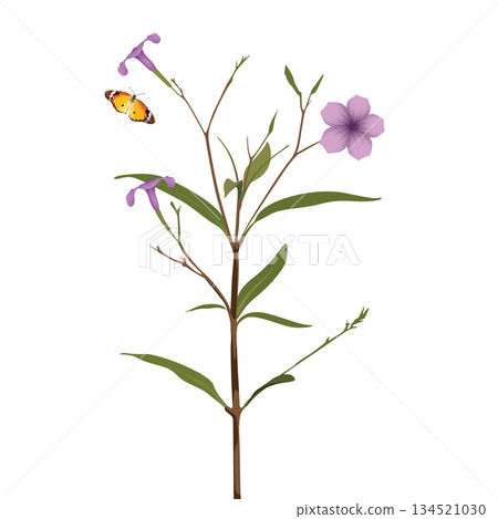 Minnieroot flowers with branch and green leaves have butterfly beside isolated on white background graphic illustration. Minnieroot flowers with branch and green leaves have butterfly beside isolated on white background graphic illustration. 134521030