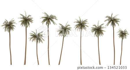 Various coconut palm trees isolated on white background graphic illustration. 134521033