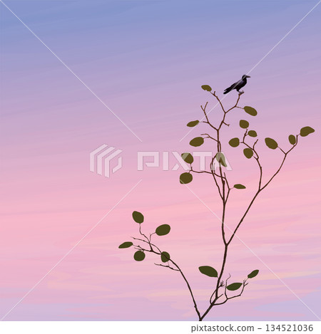 Silhouette of a crow perched on a tree branch have twilight sky square background graphic illustration have blank space. Silhouette of a crow perched on a tree branch have twilight sky square background graphic illustration have blank space. 134521036