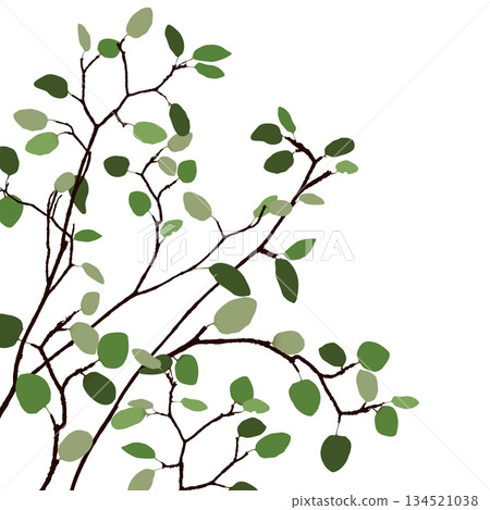 Tree branch with green leaves isolated on white square background graphic illustration. 134521038