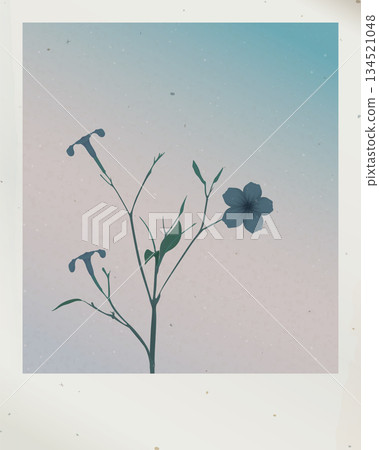 Old polaroid photograph of minnieroot tree with leaves and flowers fade condition graphic illustration have blank space. Old polaroid photograph of minnieroot tree with leaves and flowers fade condition graphic illustration have blank space. 134521048