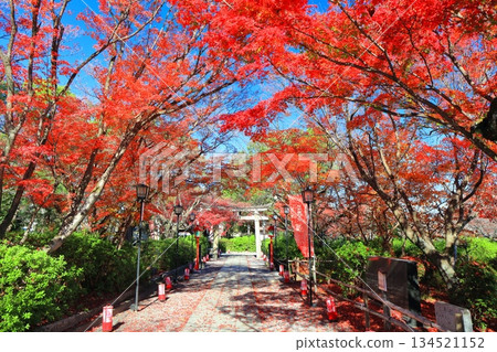 【京都府】晴天裡的長岡天滿宮秋葉 134521152