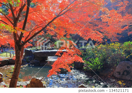 【京都】長岡天滿宮錦溪園（弁天池）的秋葉 134521171