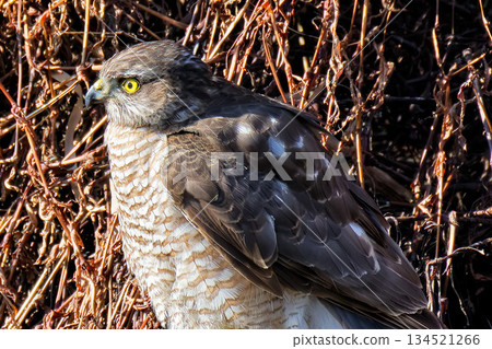 Side view of a female goshawk, close-up 134521266
