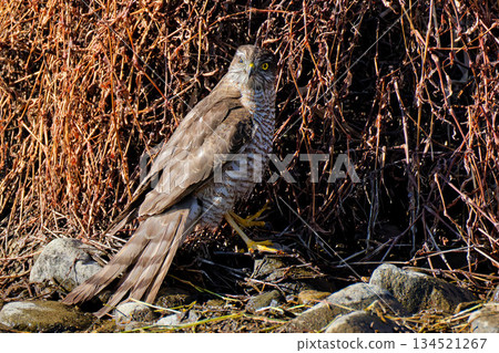 一隻眼睛受傷的雌雀鷹 134521267