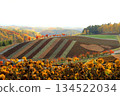 Biei Autumn flower fields 134522034