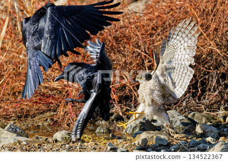 Goshawk vs. Carrion Crow Goshawk vs. Carrion Crow 134522367