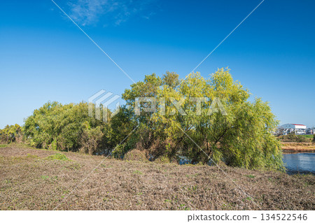 Winter scenery of the Katsura River riverbank, Kyoto City 134522546
