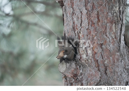 Winter climbing trees Ezolith Winter climbing trees Ezolith 134522548